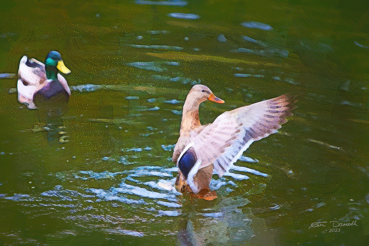 Ducks on pond