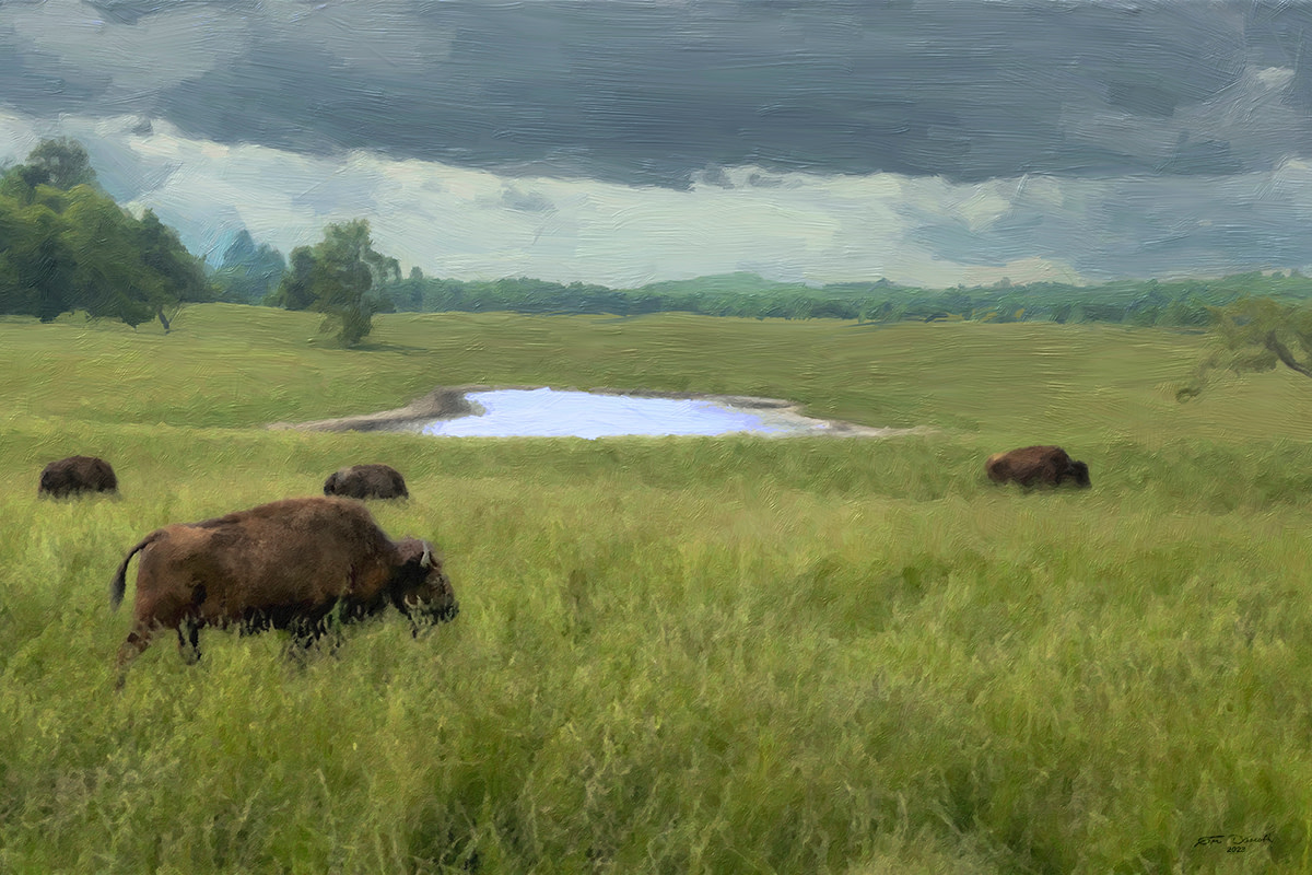 Buffalo at Wind Winds Buffalo Preserve