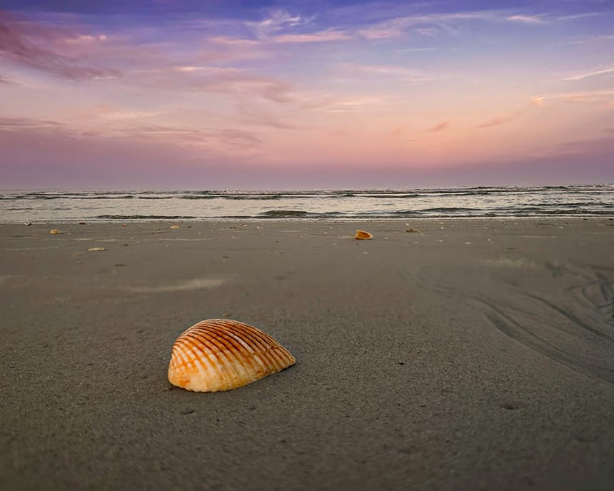 Seashell from Vilano Beach, St. Augustine Florida